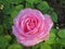 Pretty Bright Closeup Dewdrops Pink Rose Flowers Blooming In October Autumn  2020