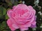 Pretty Bright Closeup Dewdrops Pink Rose Flowers Blooming In October Autumn 2020