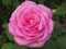 Pretty Bright Closeup Dewdrops Pink Rose Flowers Blooming In October Autumn 2020