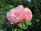 Pretty Bright Closeup Dewdrops Pink Rose Flowers Blooming In October Autumn 2020