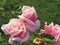 Pretty Bright Closeup Dewdrops Pink Rose Flowers Blooming In October Autumn 2020