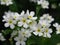 Pretty Bright Closeup Forget-Me-Not White  Flowers Blooming In Mid Spring 2020