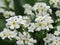 Pretty Bright closeup White Forget -Me-Not Flowers Blooming in Spring