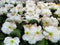 Pretty Bright Closeup White Winter Bloom Primrose Flowers In January 2021