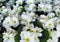 Pretty Bright Closeup White Winter Bloom Primrose Flowers In January 2021