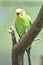 Pretty Bright Colored Common Parakeet in a Tree Perch