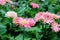 Pretty bright pink flowers with healthy green leaves in backyard garden