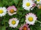 Pretty Bright Pink And White Common Daisy Flowers Blooming In Spring