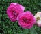 Pretty Bright Purple Rose Flowers In Summer 2019