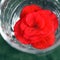 Pretty Bright Red Begonia Blossom in Glass of Water