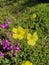 Pretty bright yellow wildflowers detailed shot