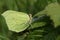A pretty Brimstone Butterfly, Gonepteryx rhamni, perched on a bramble leaf.