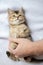 Pretty British kitten lies on the blanket and looks with interest at the owner, who gently hugs him with his hand.