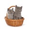 Pretty British Shorthair Blue Kitten in the basket