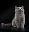 Pretty British Shorthair Blue Kitten on black background.