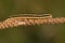 A pretty Broom moth caterpillar Ceramica pisi perched on a stem.