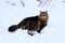 A pretty brown-black Norwegian Forest Cat in deep snow