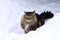 A pretty brown-black Norwegian forest cat sits curiously in the snow