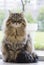 Pretty brown cat looking the camera, siberian purebred male pet