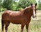 Pretty brown inquisitive horse with comb over