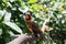 Pretty Brown, orange and yellow parrot