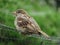 Pretty Brown Summer Bird Perched on a Fence