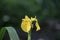 Pretty budding and flowering yellow daylily in a garden