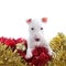 Pretty bull terrier pet on a christmas ornaments