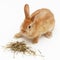 Pretty bunny with dry hay on white background