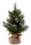Pretty bushy Christmas pine tree without decorations in a pot wrapped in cloth. Tips of pine branches covered with snow. Cones and