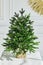 Pretty bushy danish Christmas tree without decorations in a large pot wrapped in sackcloth with space for your message