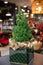 Pretty bushy European Christmas tree - picea abies without decorations in a large pot wrapped in craft sackcloth at the greek