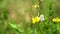 Pretty butterfly called `Common blue` foraging on a yellow trefoil flower, then flies off