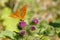 A pretty butterfly on a thistle, a Argynnis paphia