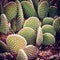 Pretty cactus in the desert of New Mexico