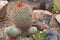 Pretty cactus with red thorns between rocks
