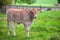 Pretty calf standing alone