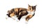 Pretty Calico Cat Laying on White Background