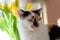 Pretty calico cat and tulips