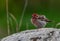 A Pretty Cassin`s Finch Perching on a Rock