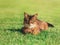 Pretty cat lying in green grass outdoor