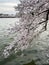 Pretty Cherry Blossoms on a Cloudy Day at the Tidal Basin
