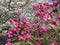 Pretty Cherry Blossoms and Pink Magnolia Blossoms at Kenwood Maryland