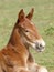 Pretty Chestnut Foal