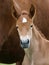 Pretty Chestnut Foal