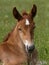 Pretty Chestnut Foal