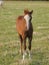 Pretty Chestnut Foal