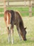 Pretty Chestnut Foal