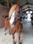Pretty Chestnut welsh pony gelding standing in stable yard for a groom