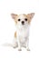 Pretty Chihuahua dog portrait isolated